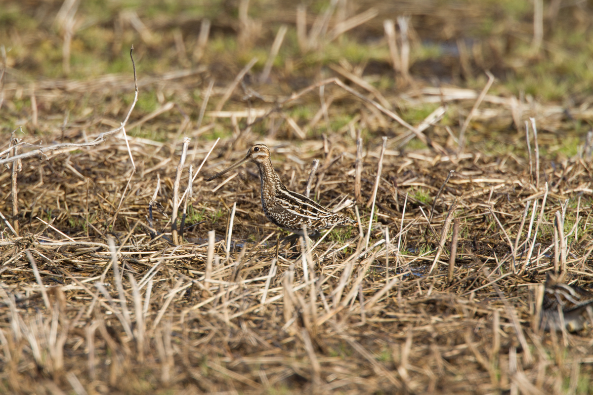 Snipe camouflage