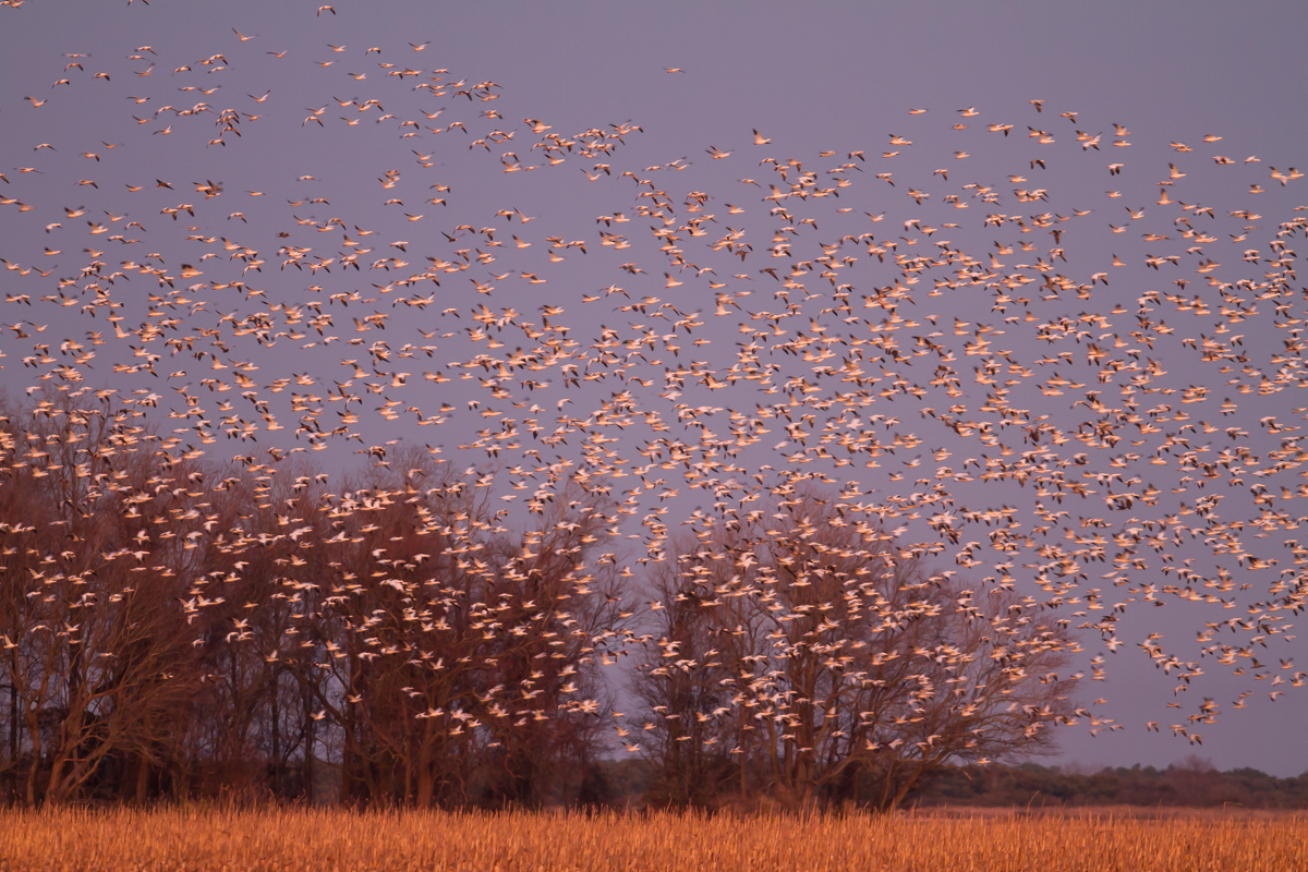 Snow Geese returning to lake