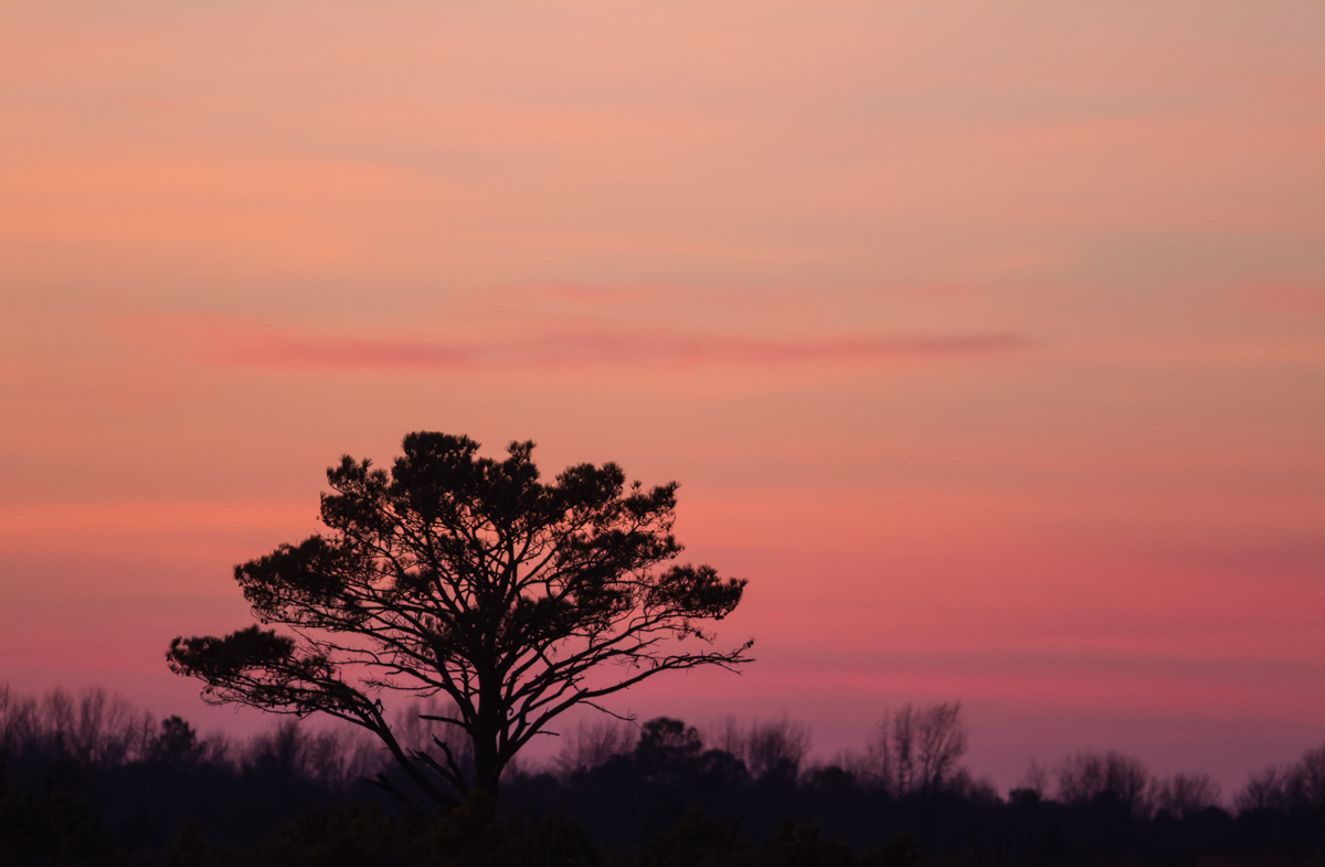 Sunset sky and lone pine