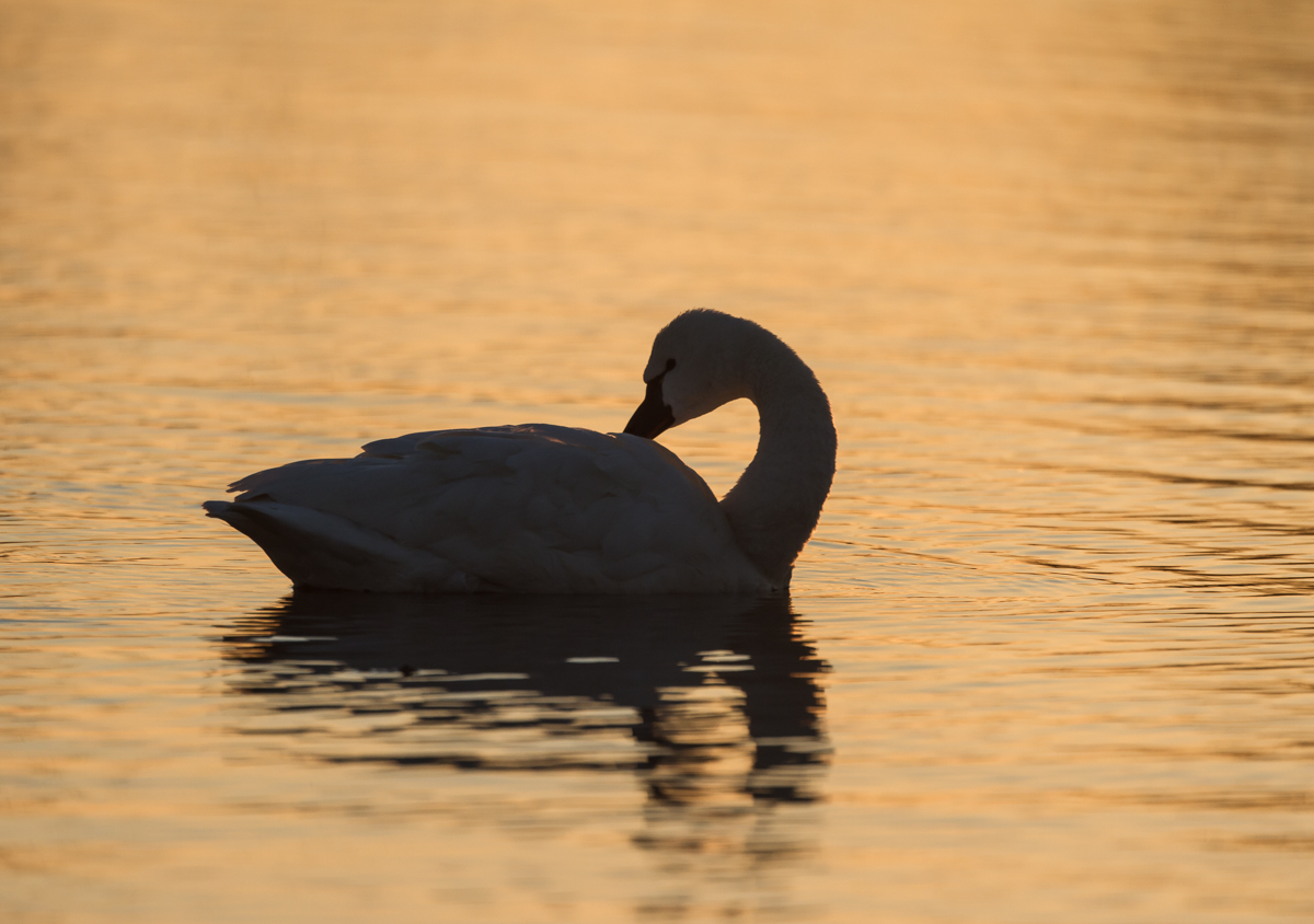 Swan at sunrise in Marsh A preening 1