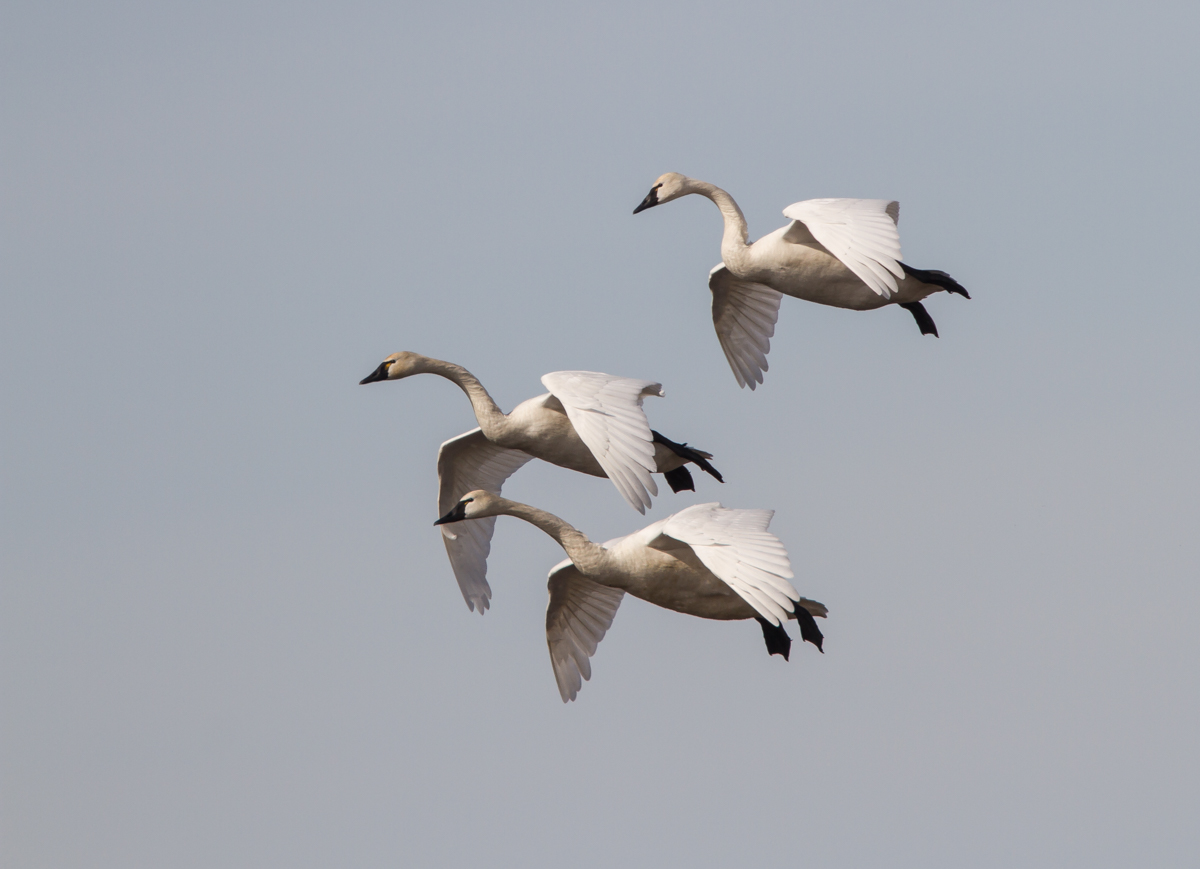 Swans coming in for a landing