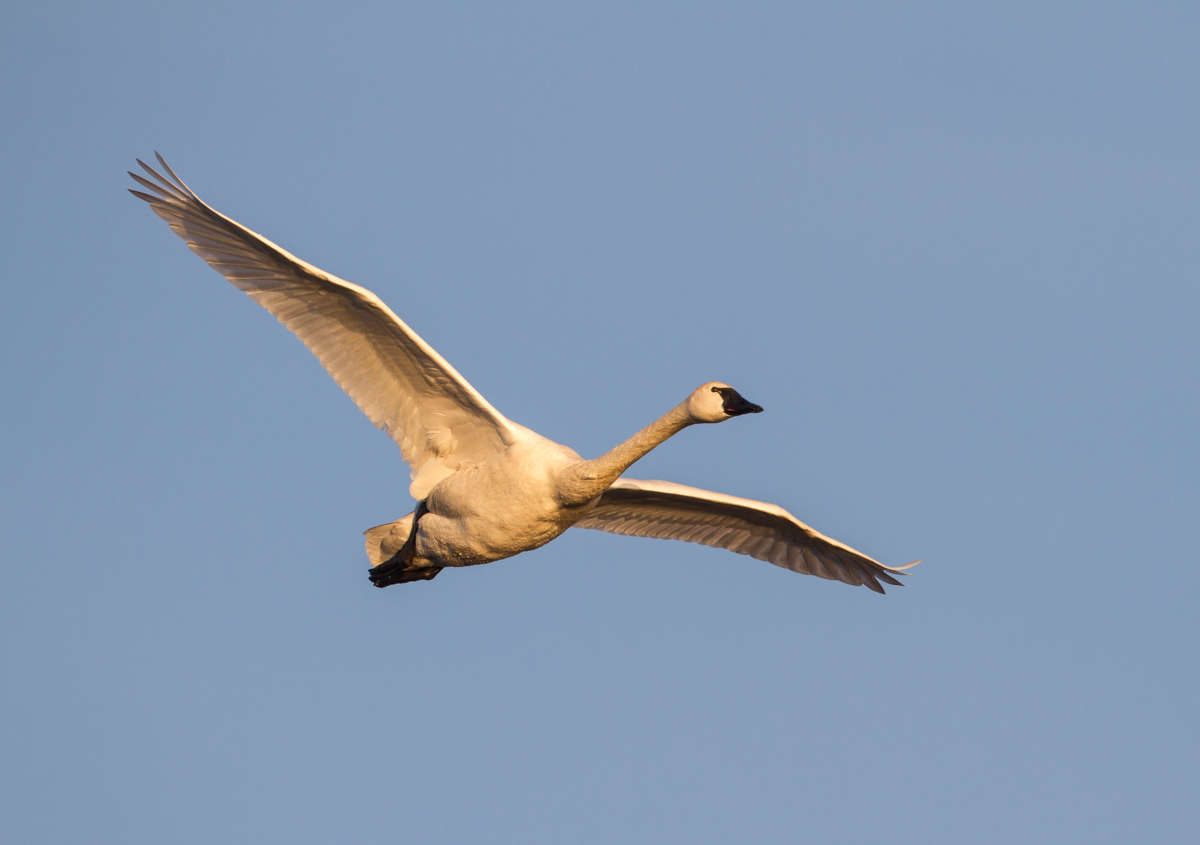 Tundra Swan in early morning light