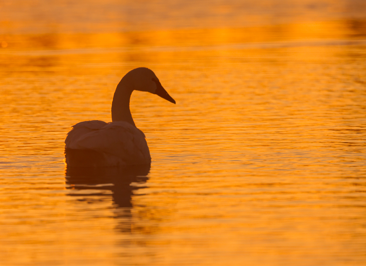 Tundra Swan silhouette at sunrise
