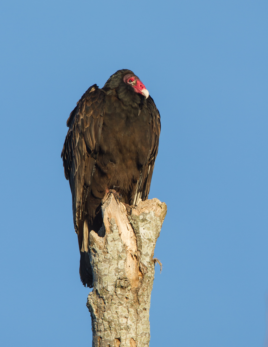 Turkey Vulture on dead tree