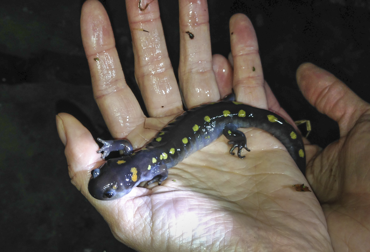 Adult Spotted Salamander in hand