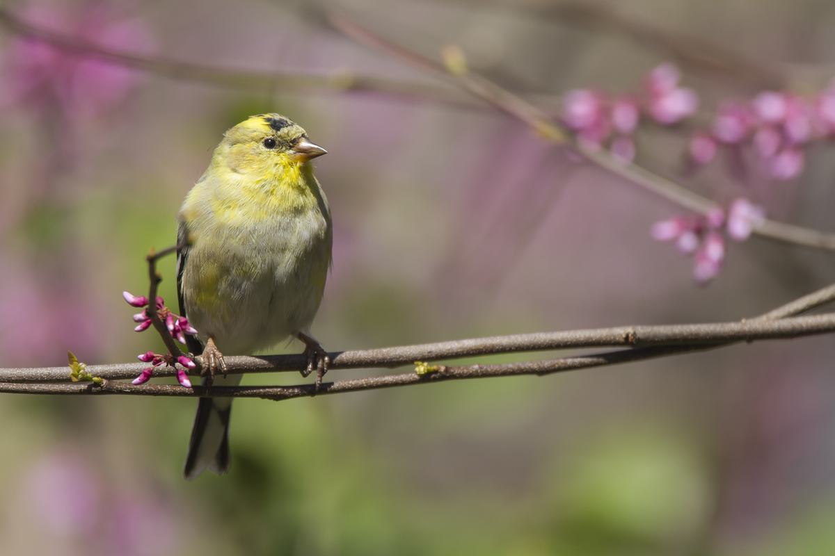 American Goldfinch male early spring color