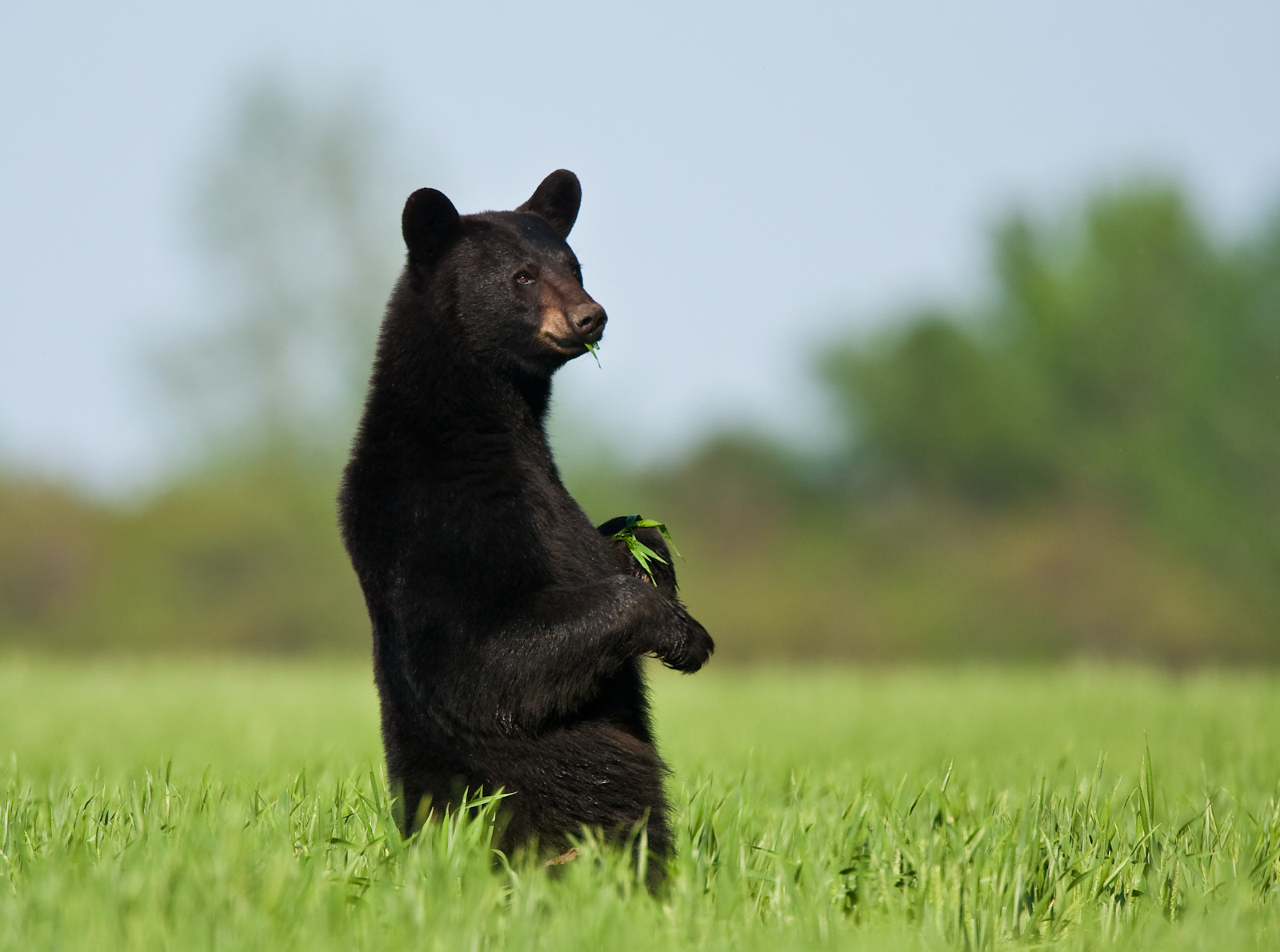 Black Bear in wheat at Pocosin Lakes NWR