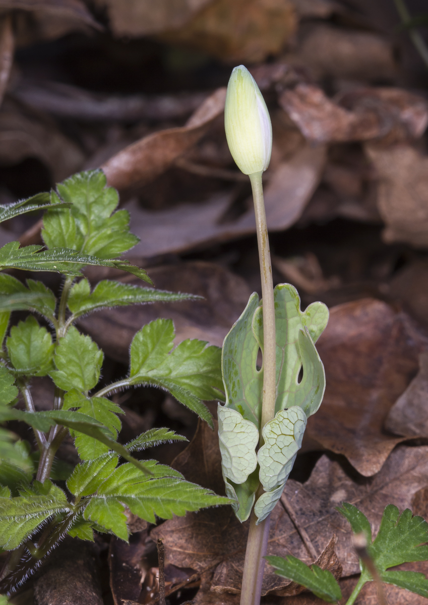 Bloodroot bud