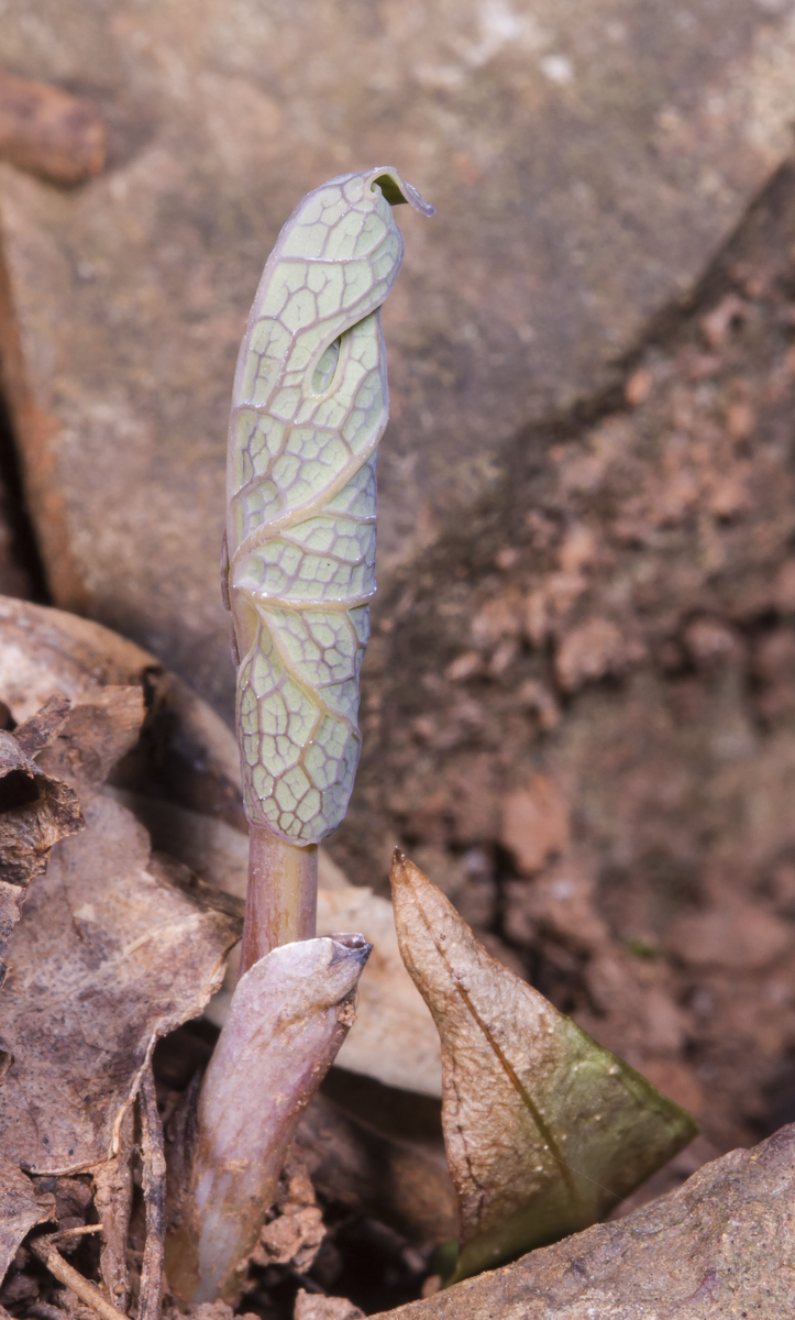 bloodroot leaf before unfurling
