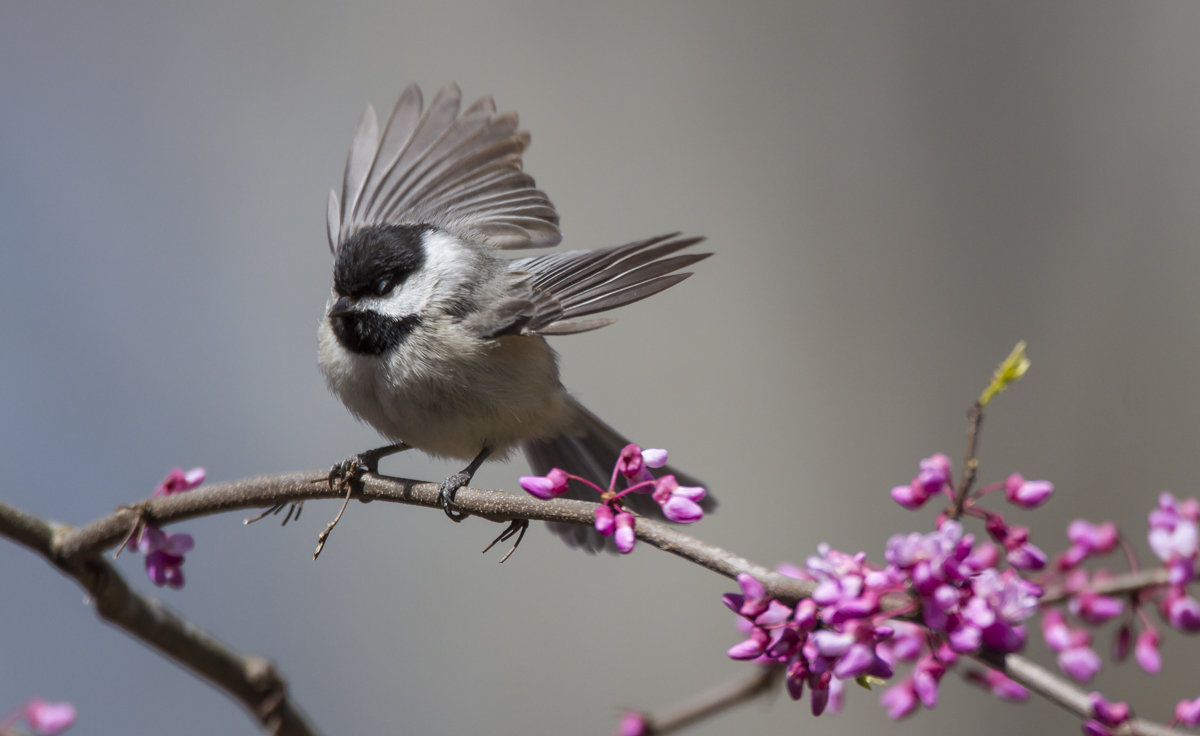 Carolina Chickadee in Redbud