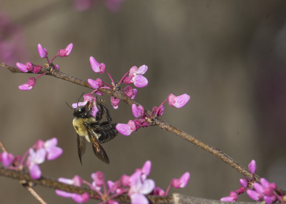 Carpenter Bee on Redbud
