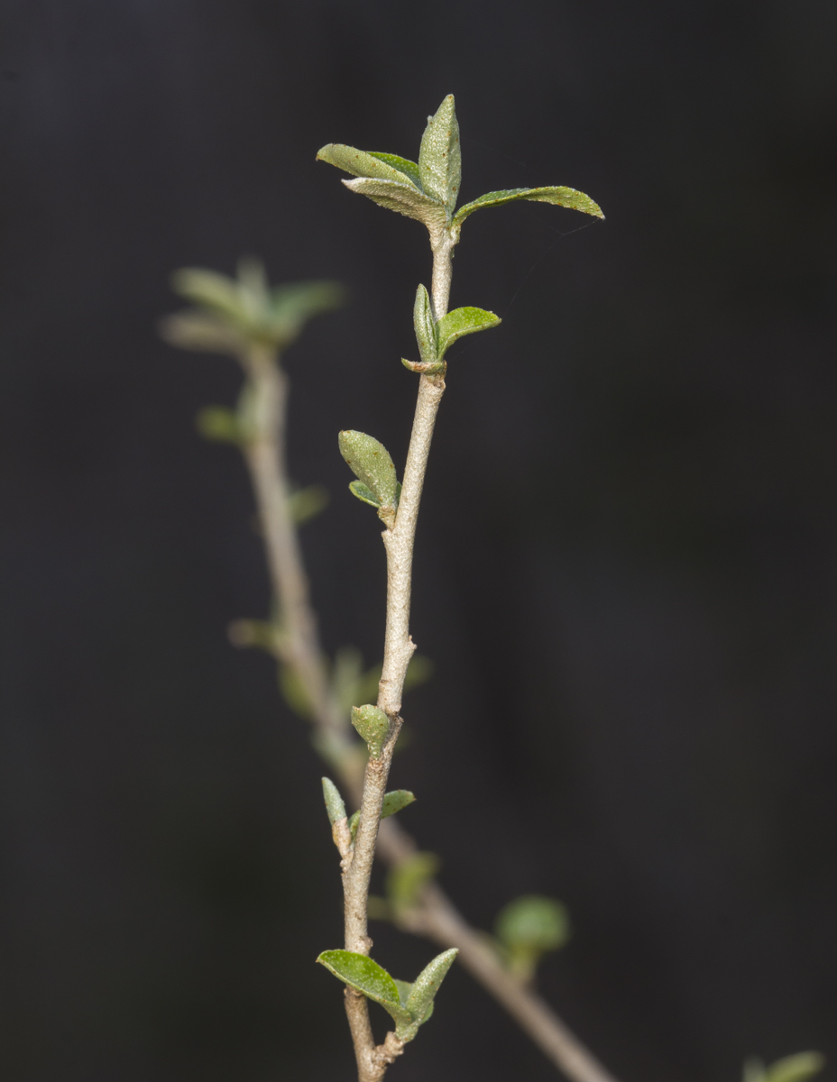 Eleagnus leaf out close up