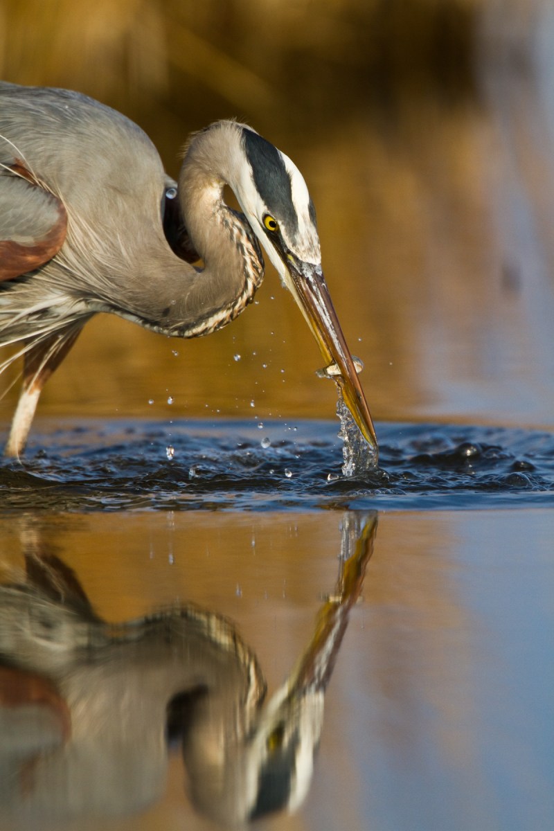 Great Blue Heron strike 2