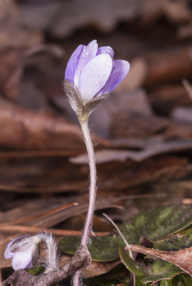 Hepatica flower 1