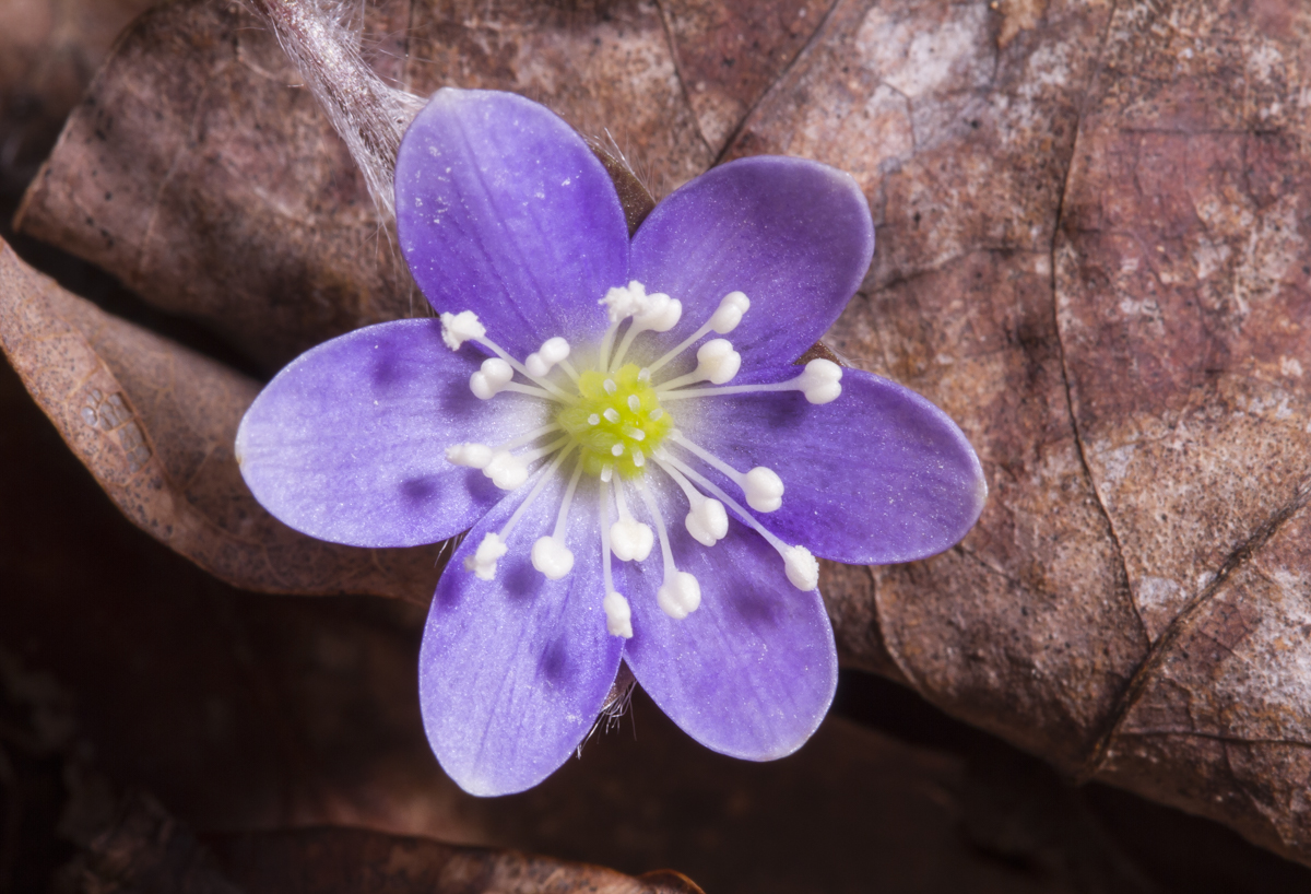 Hepatica flower