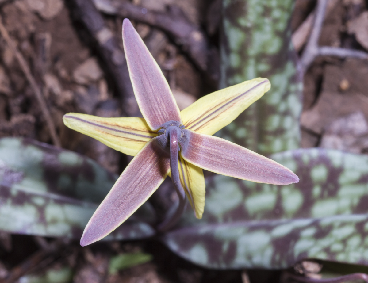 Looking down on Trout Lily flower