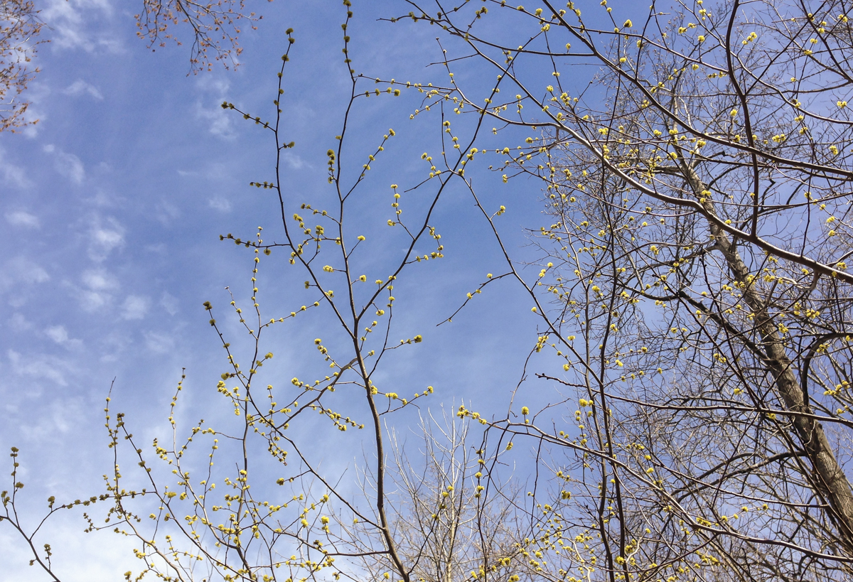Looking up through a blooming Spicebush