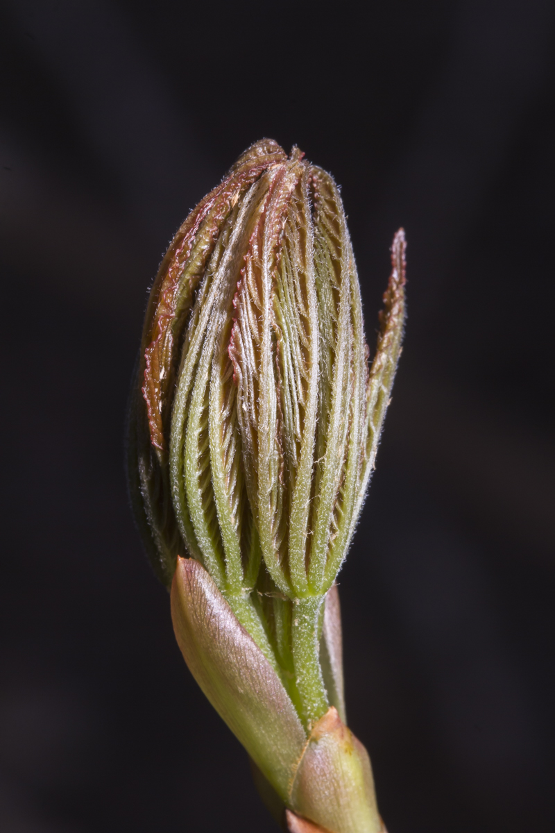 Painted Buckeye bud opening 1