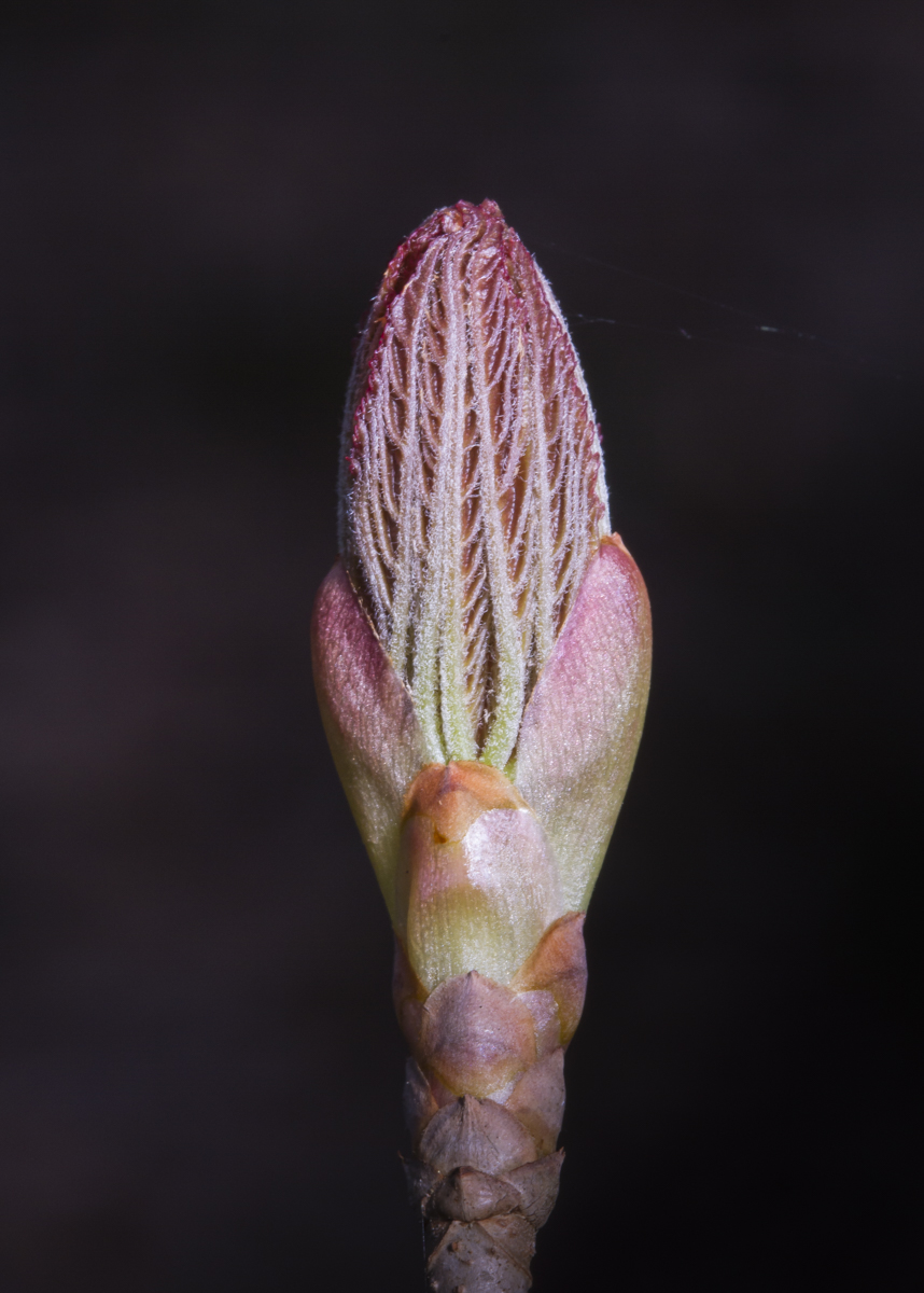 Painted Buckeye bud opening