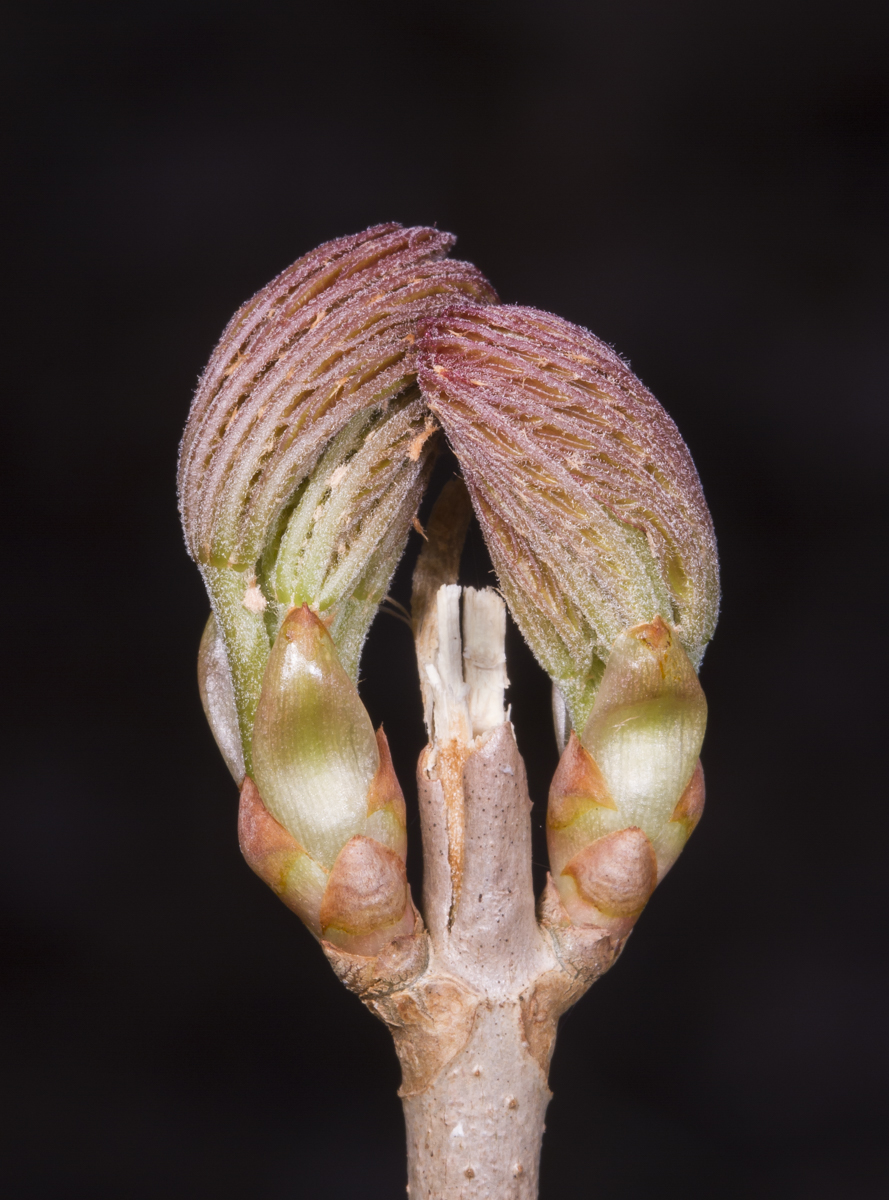 Painted Buckeye buds beginning to open