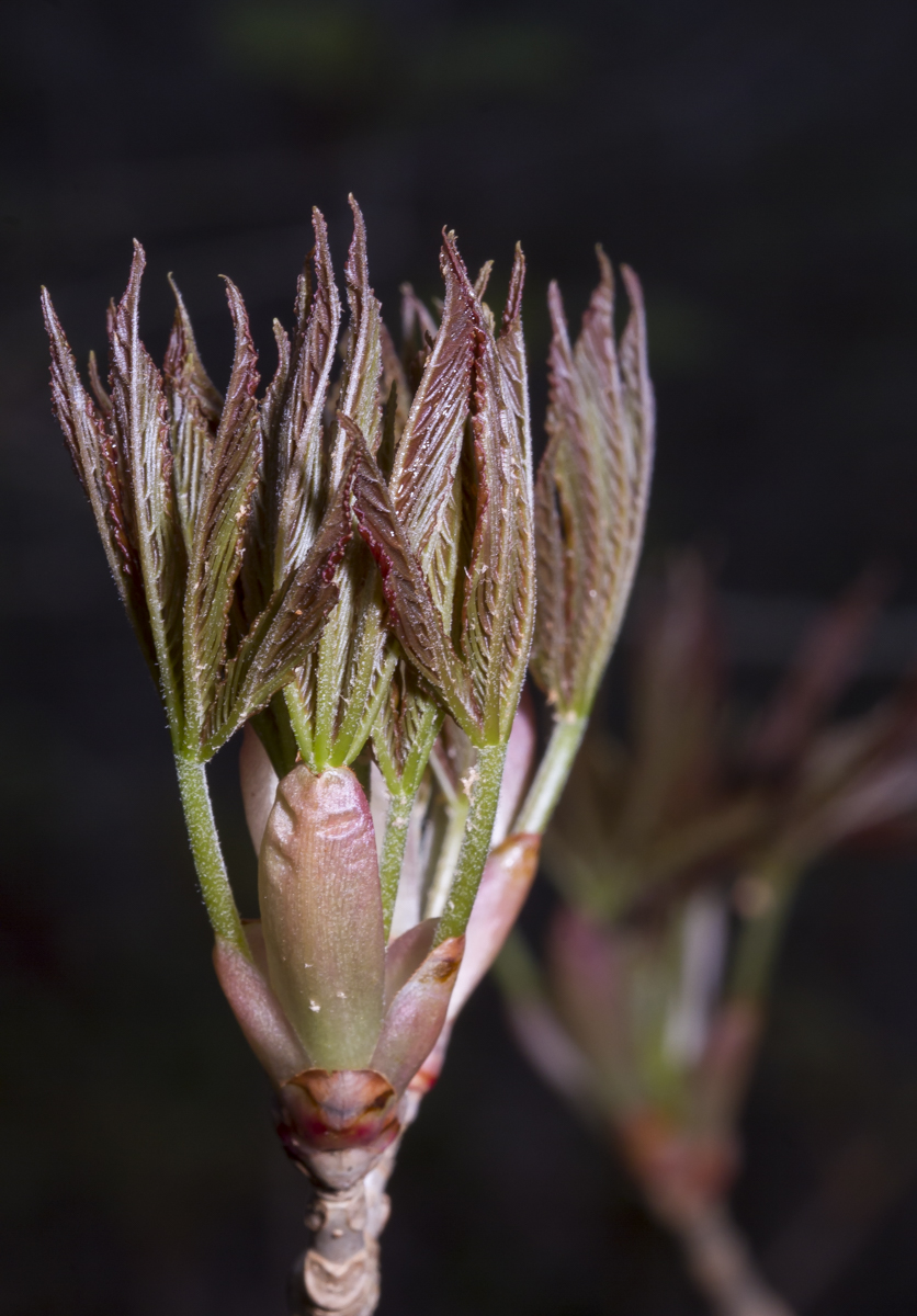 Painted Buckeye buds opening up