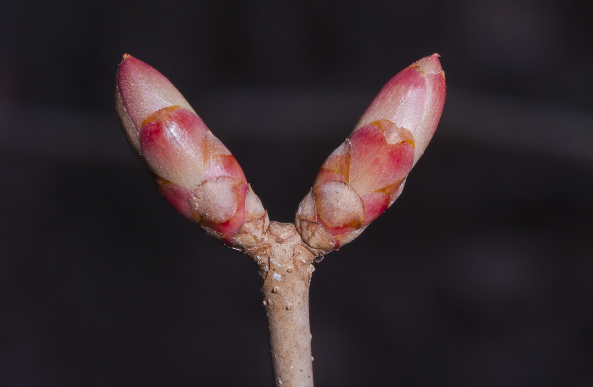 Painted Buckeye buds