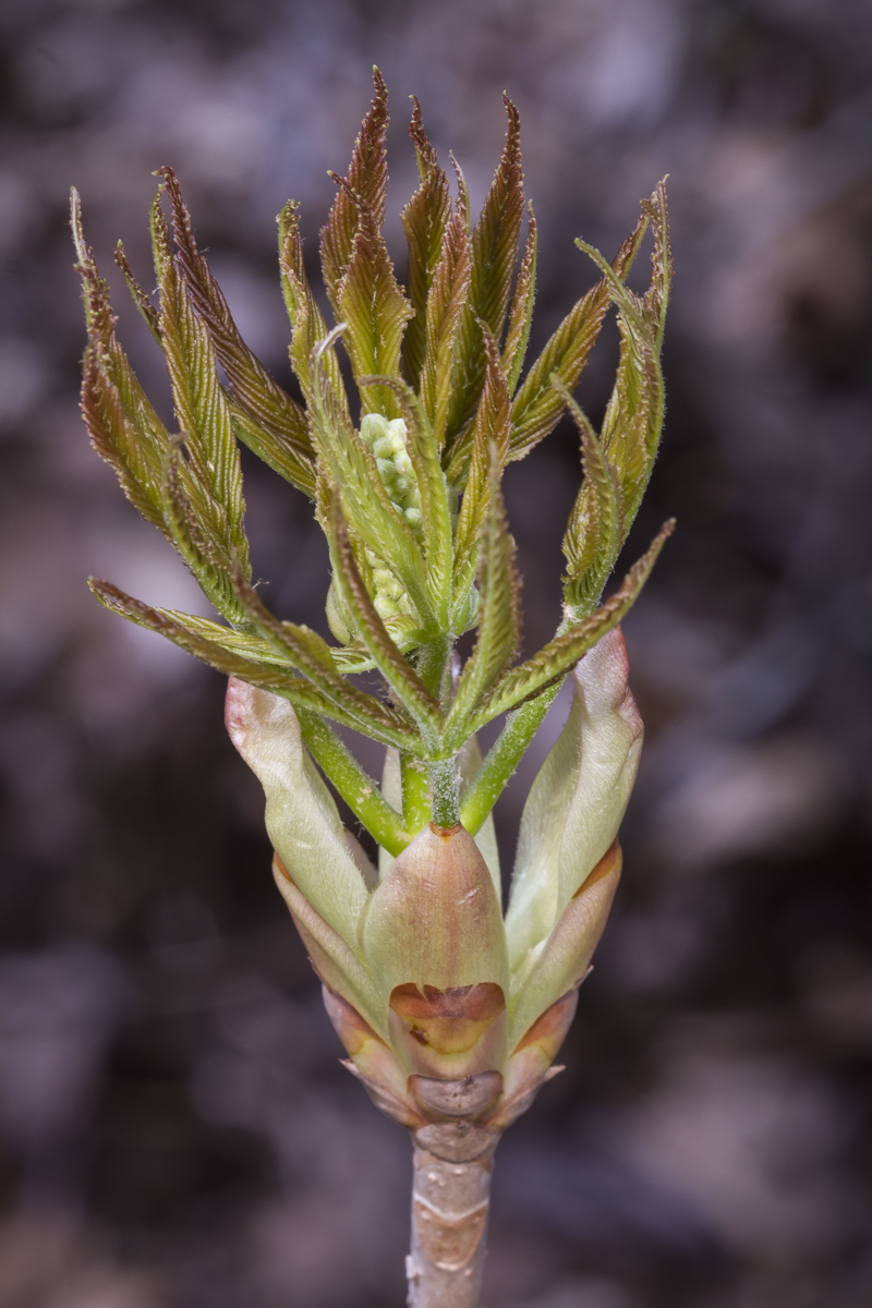 Painted Buckeye flower bud opening