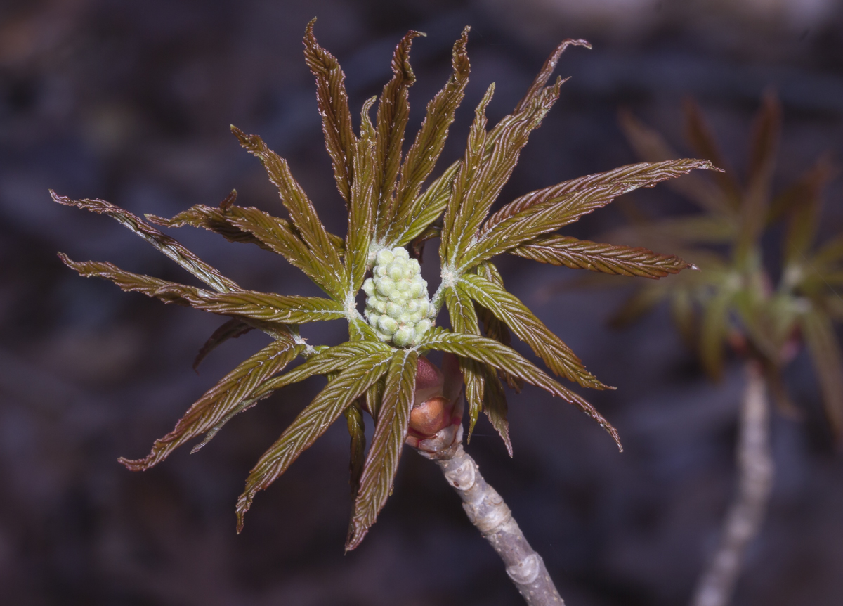 Painted Buckeye flower bud