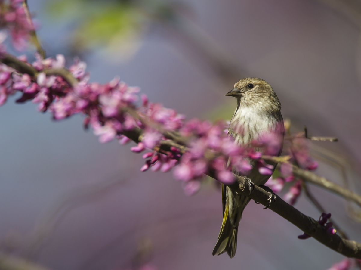 Pine Siskin in Redbud
