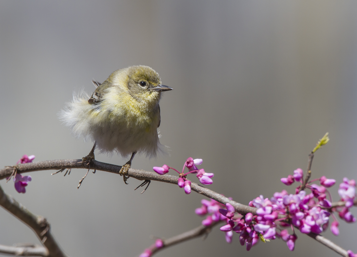 Pine warbler female in Redbud