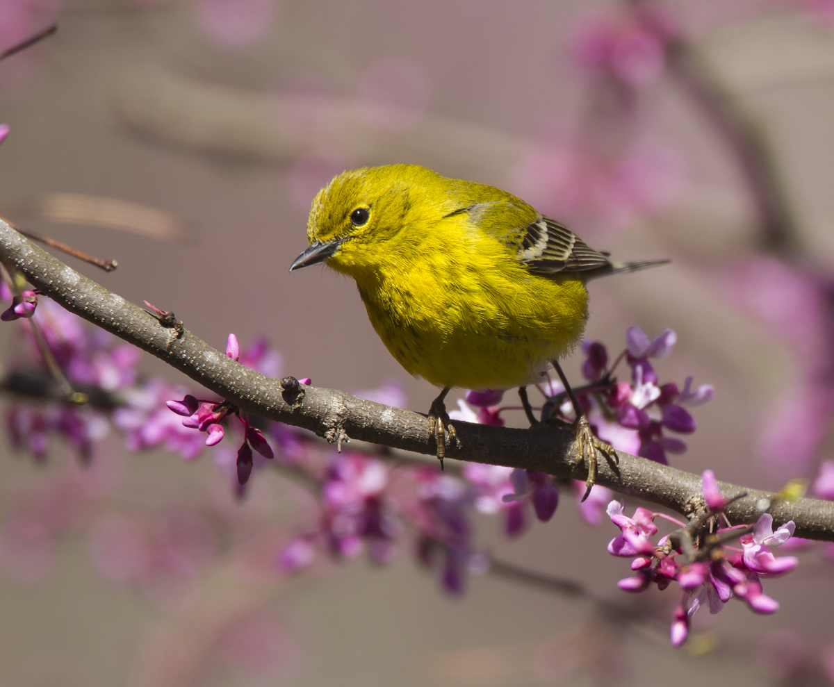 Pine Warbler male in Redbud