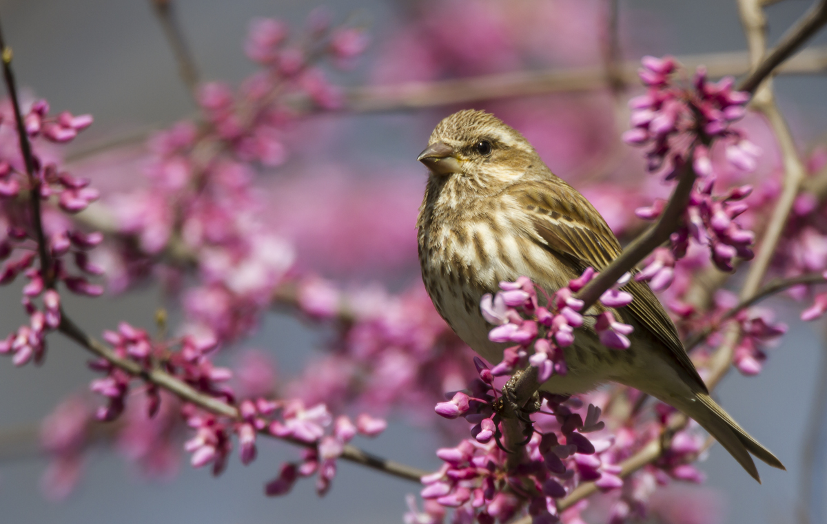 Purple Finch female in redbud