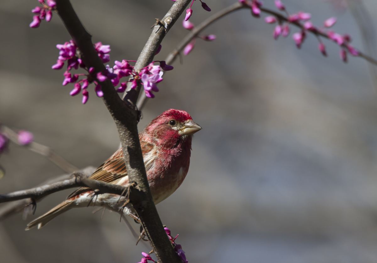 Purple Finch male in redbud