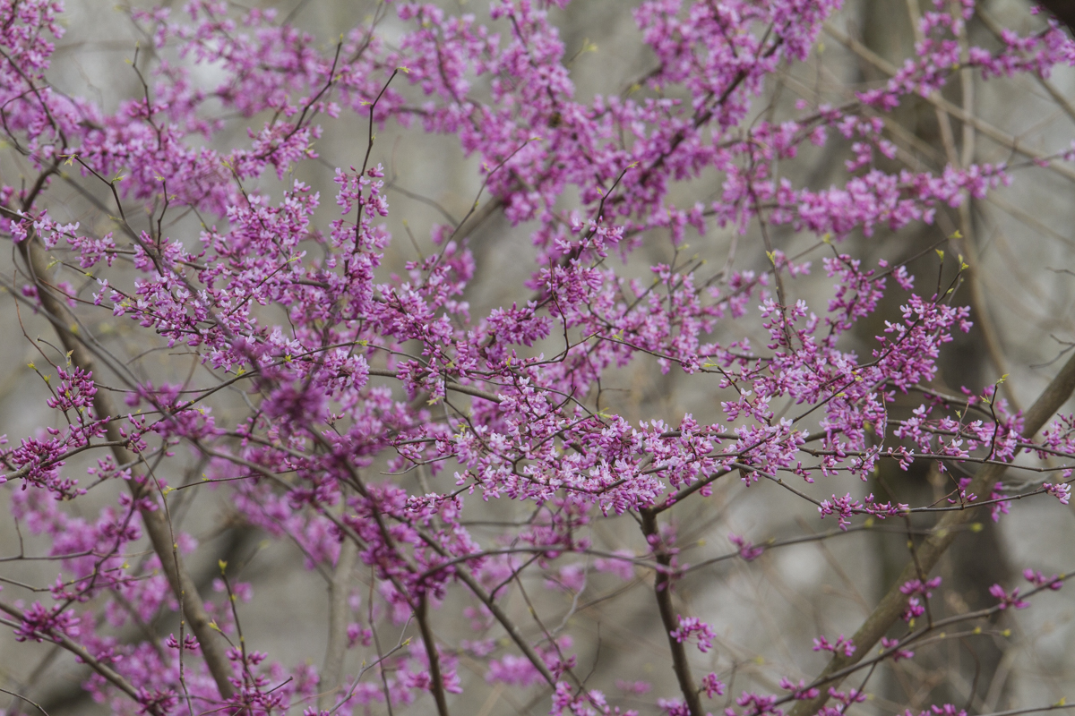 Redbud in bloom