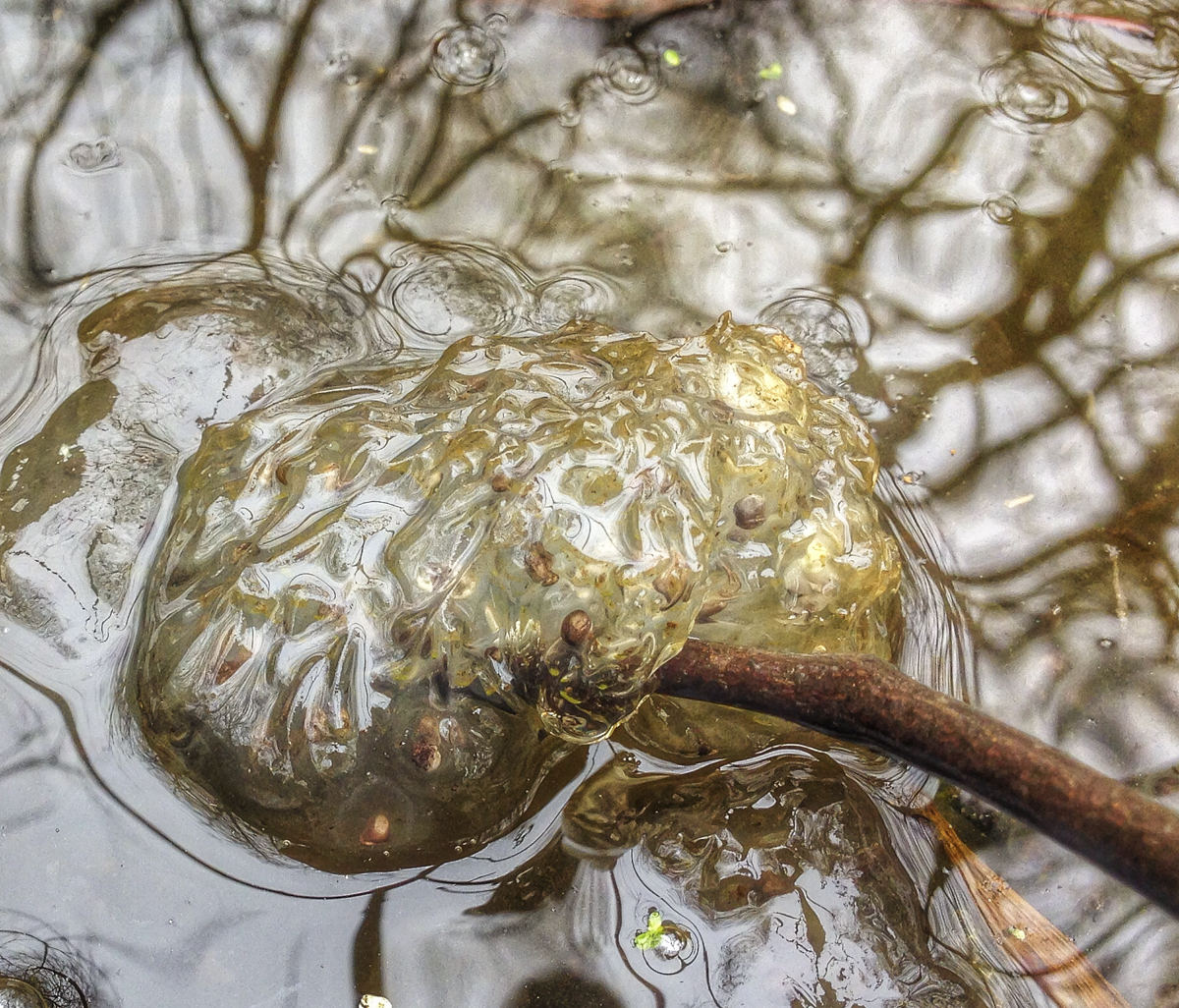 Salamander egg mass