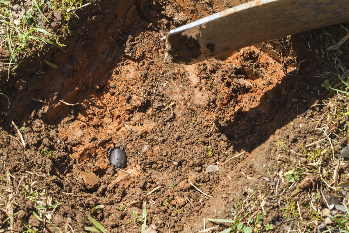 Something was exposed in the bottom of the hole I was digging