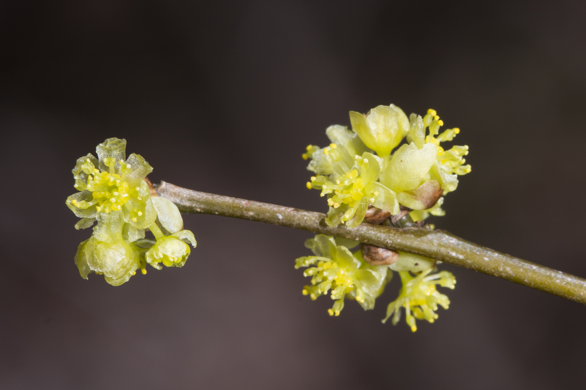 Spicebush flowers up close