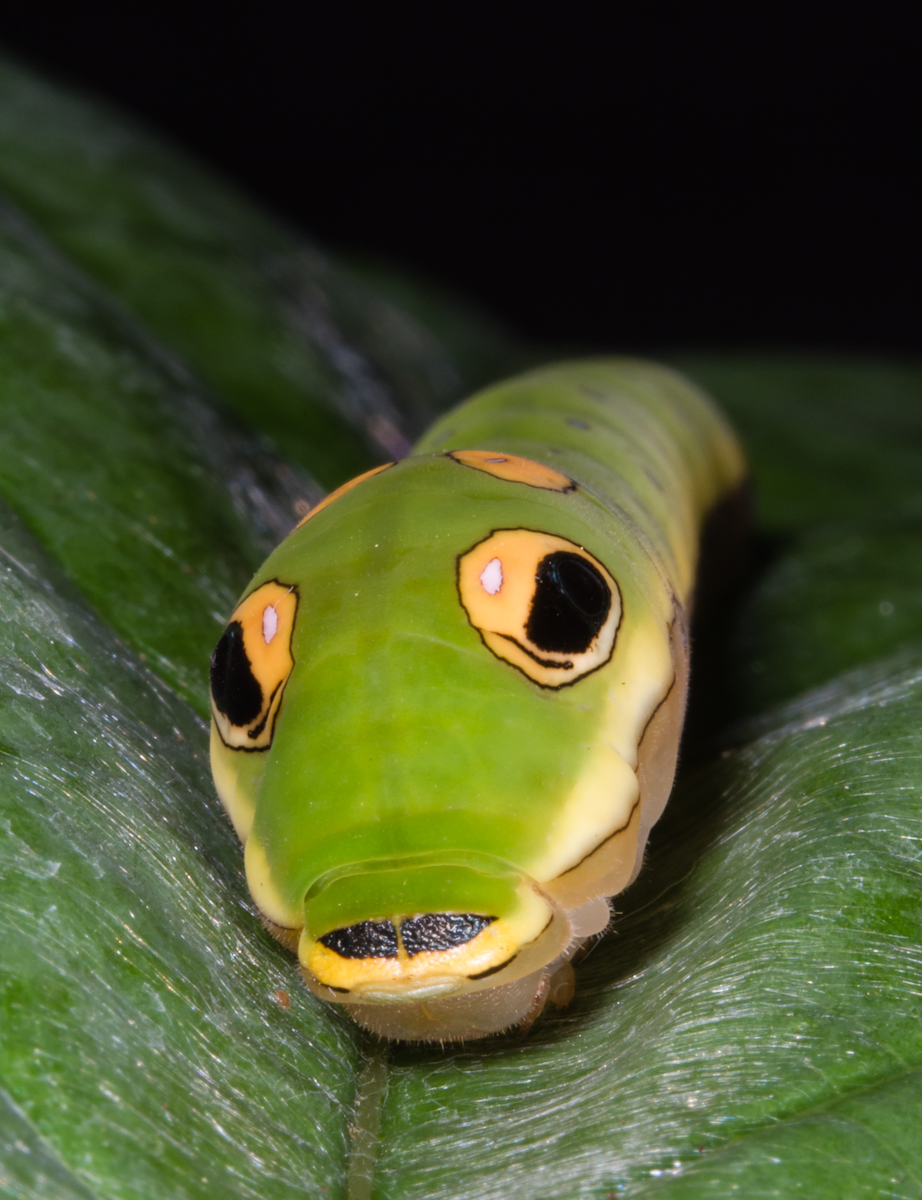 Spicebush swallowtail on leaf pad