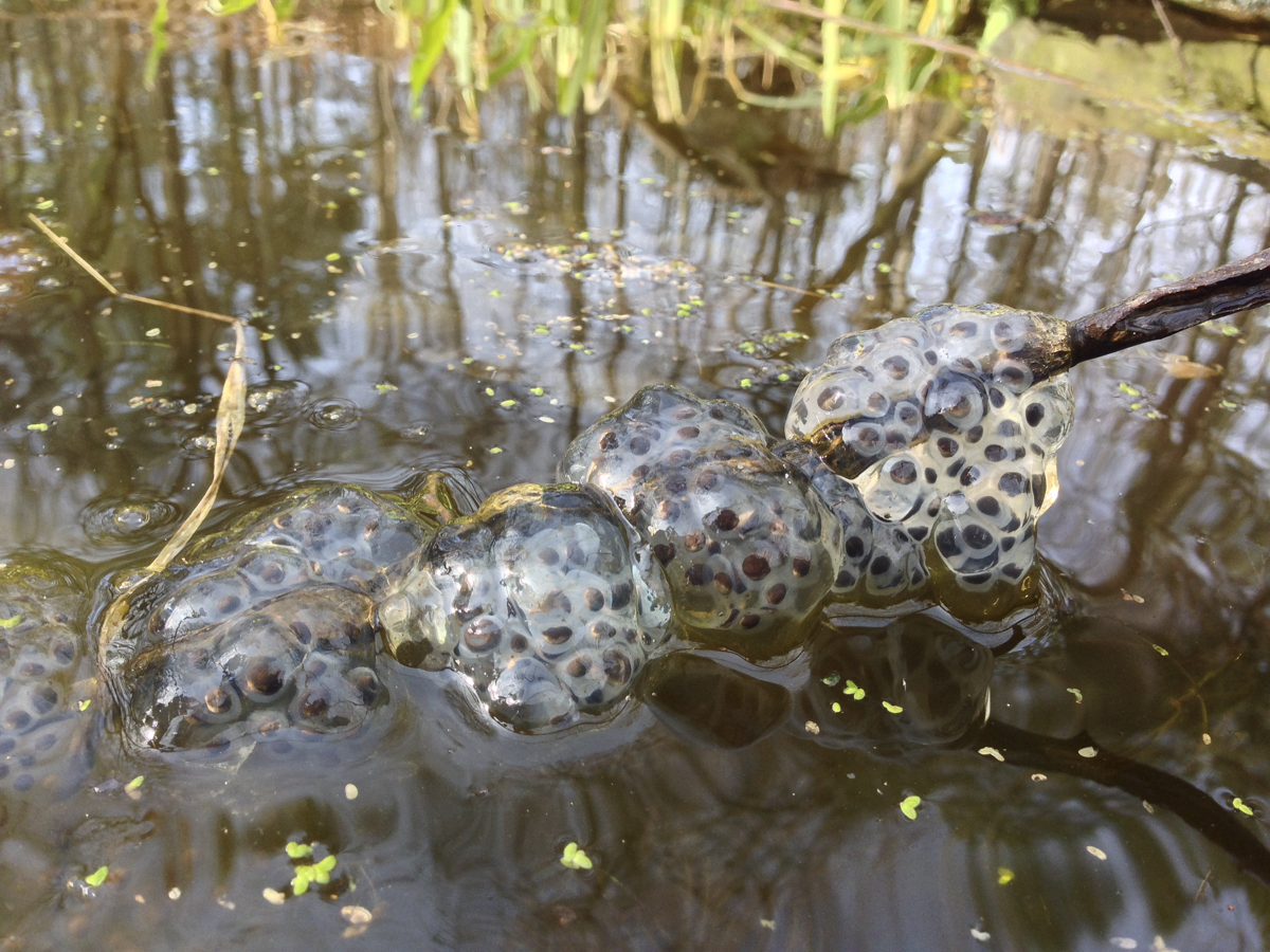 Spotted Salamander egg masses