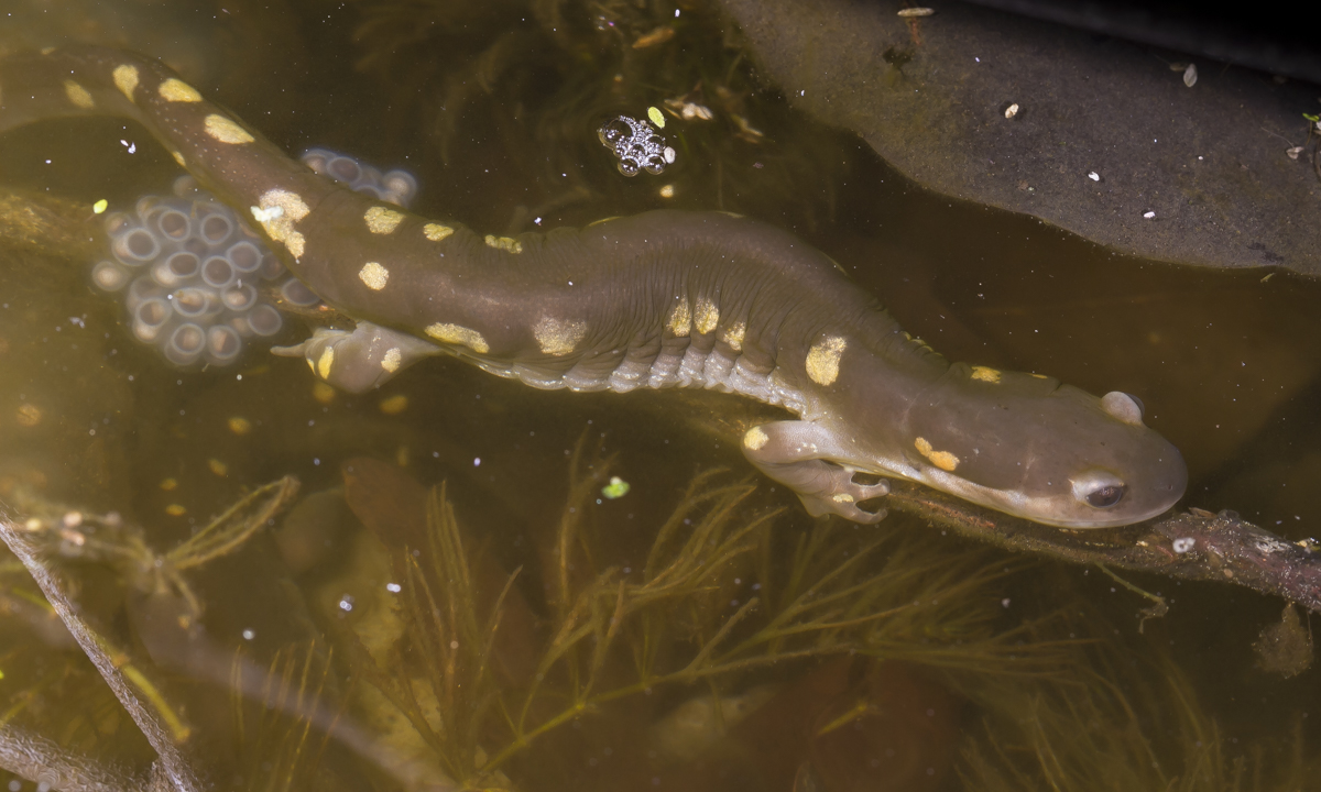 Spotted Salamander laying eggs 1