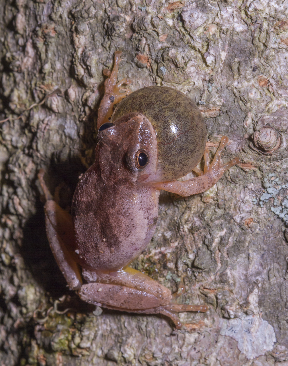 Spring Peeper calling