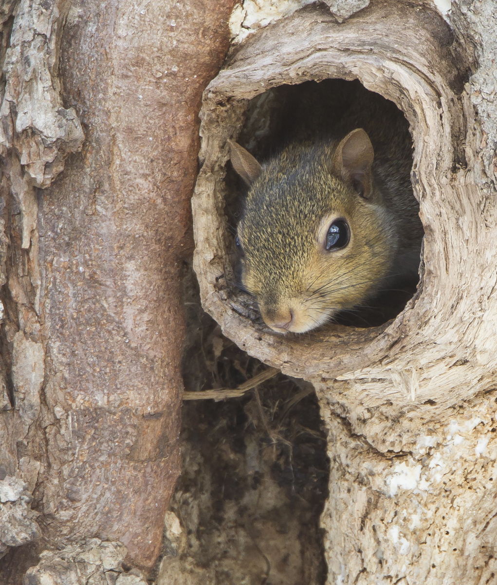 Squirrel inside nest cavity close up