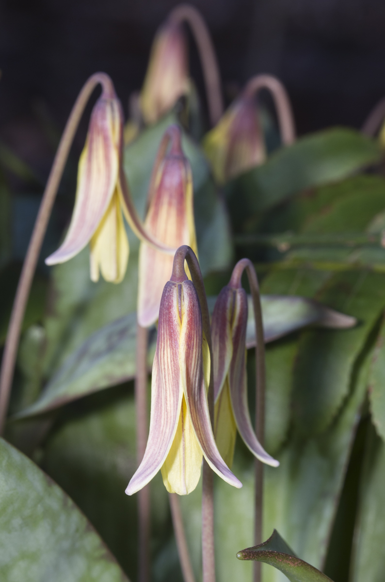 Trout Lilies in bloom