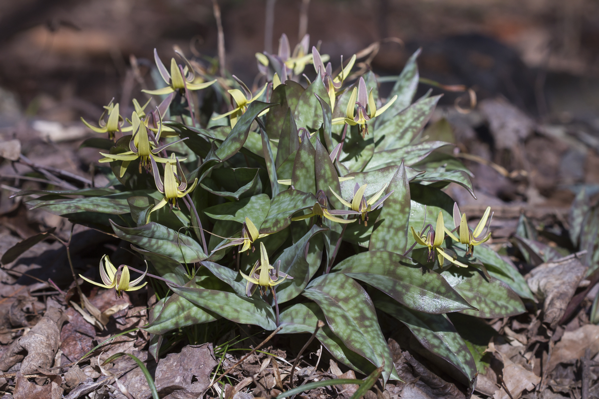 Trout Lily clump