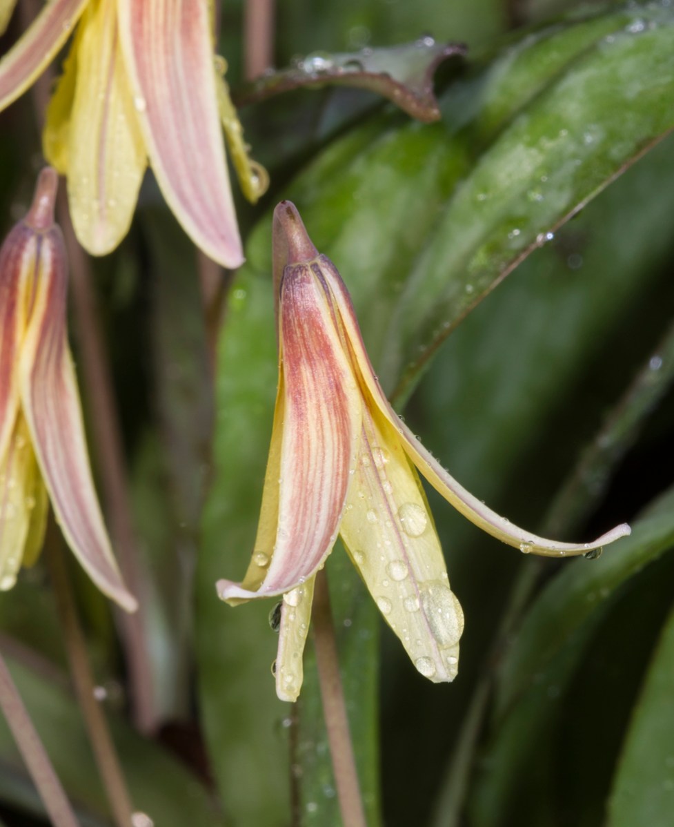 Trout Lily flower in rain