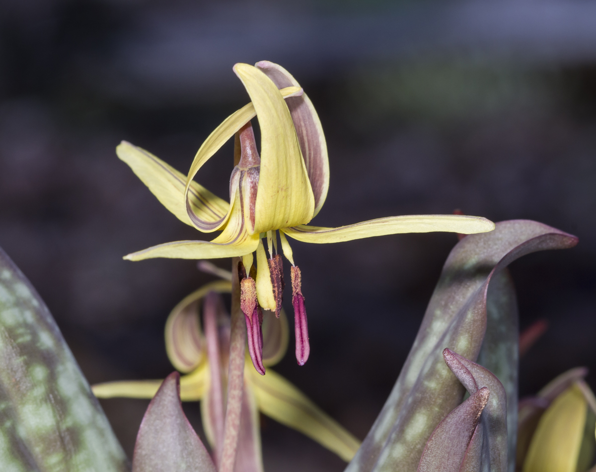 Trout Lily flower open