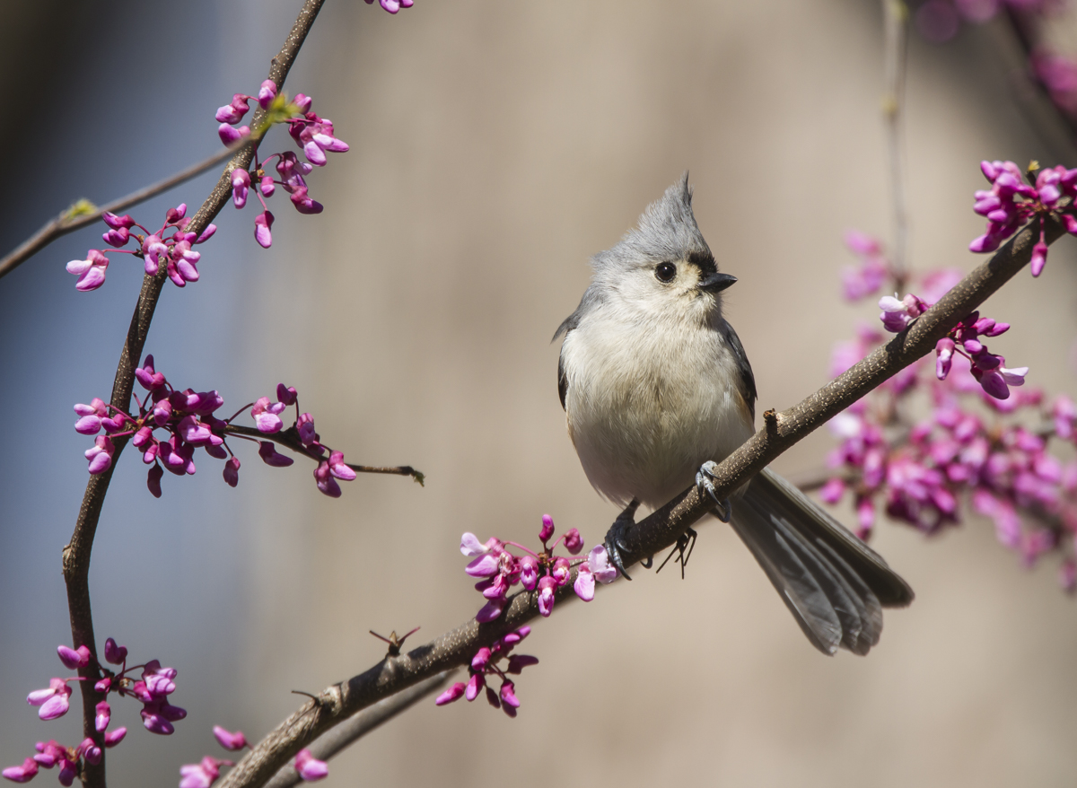 Tufted Titmouse in Redbud