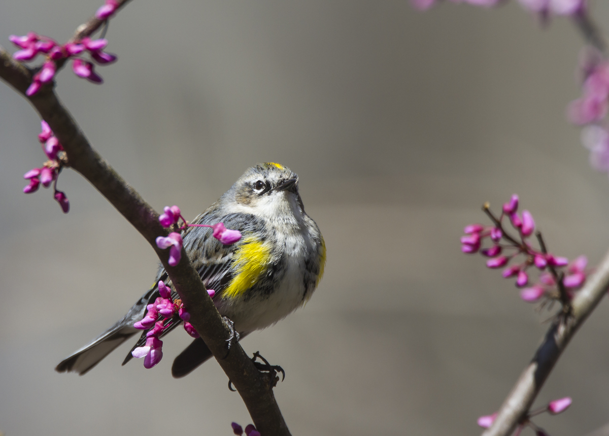 Yellow-rumped Warbler male in Redbud