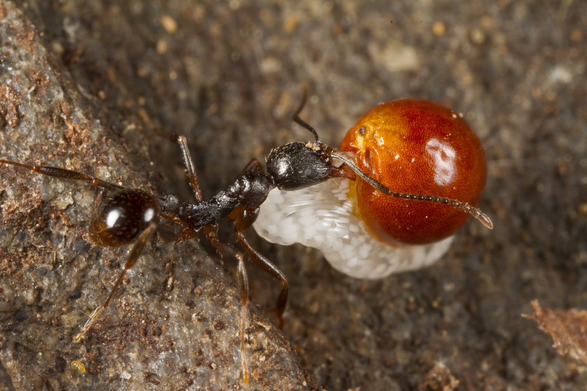 Ant carrying Bloodroot seed 1