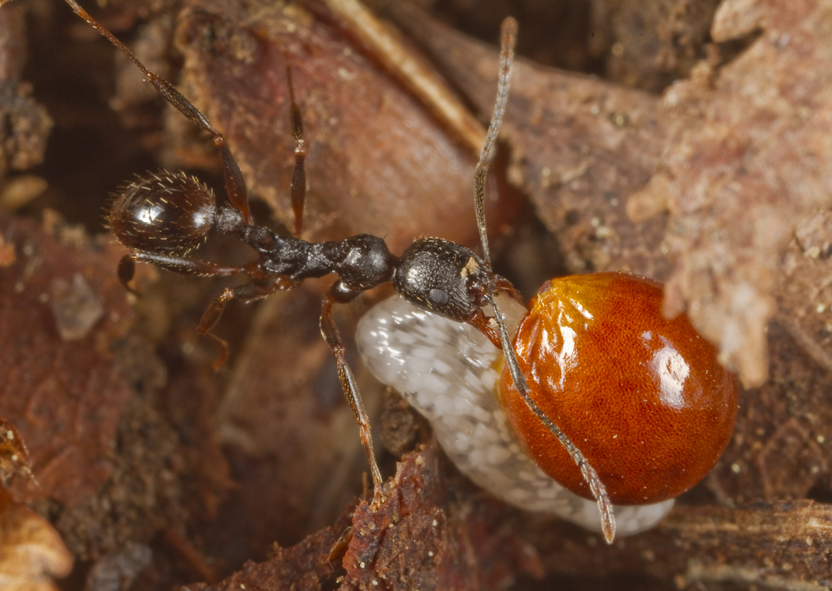 Ant carrying Bloodroot seed